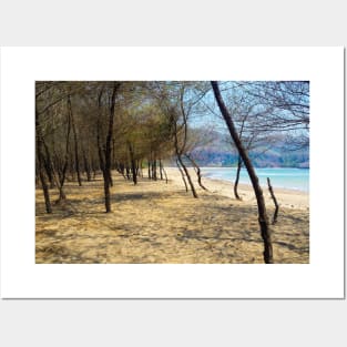 Pine tree forest at Pacitan beach with mountain in backround Posters and Art